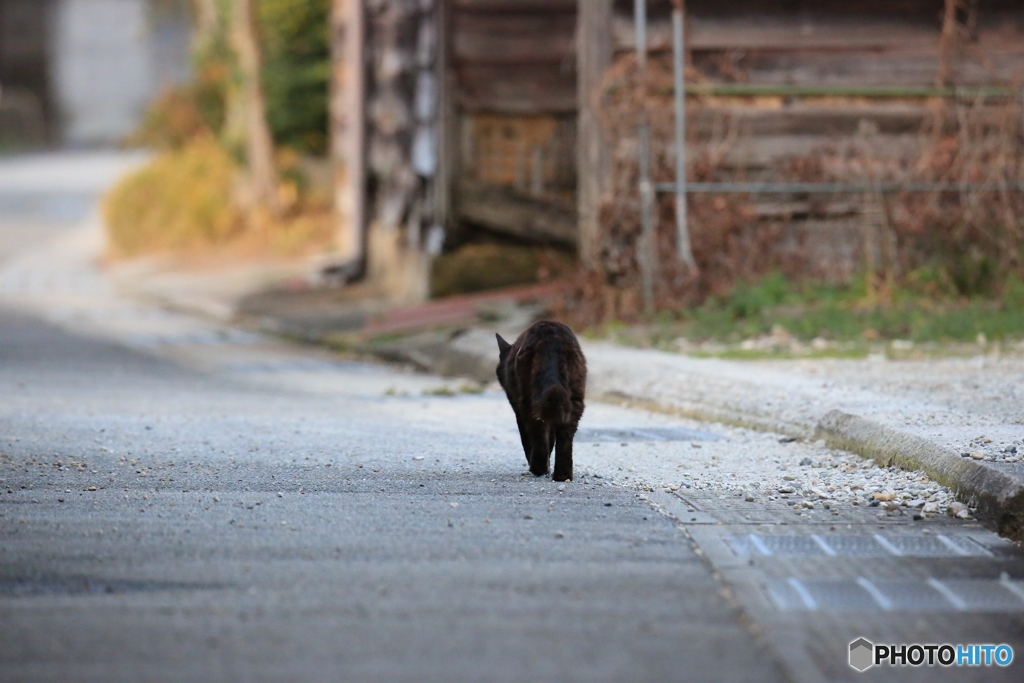 黒猫さん