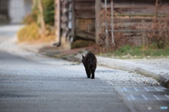 黒猫さん