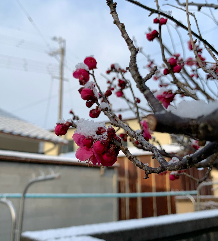 我が家の梅に少し雪乗せ