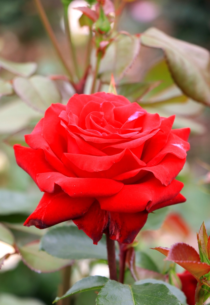 薔薇 その５　ー播磨中央公園にてー