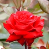 薔薇 その５　ー播磨中央公園にてー
