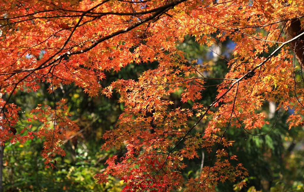 秋色３　余暇村公園にて