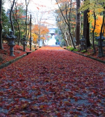 晩秋２　西林寺にて