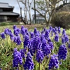 ムスカリ軍団だよ　　我が家の近くで