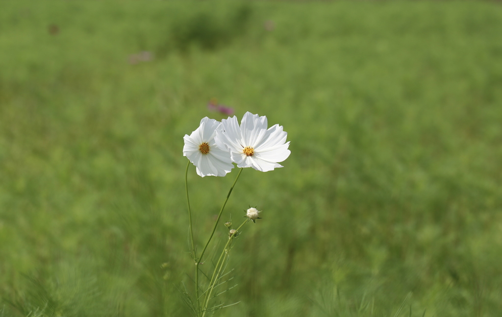 コスモス（早咲き）