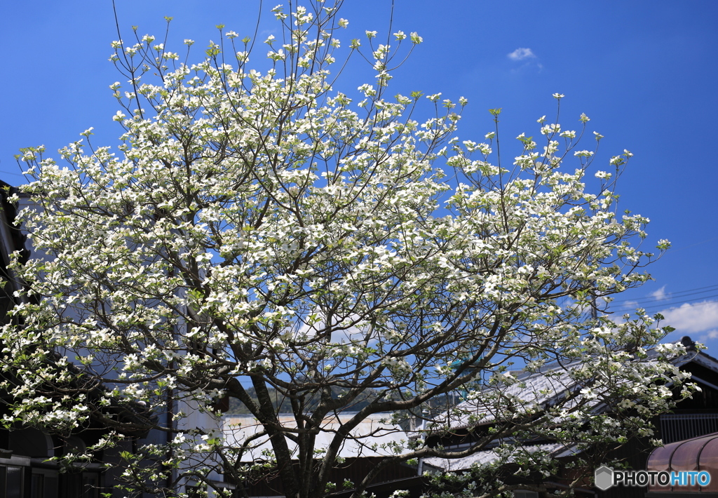 ハナミズキ（庭にて）