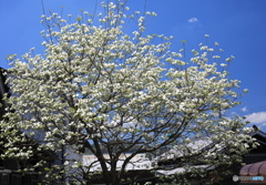 ハナミズキ（庭にて）