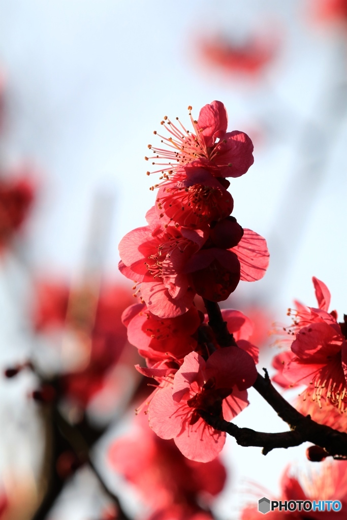 庭の梅の花
