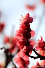 庭の梅の花