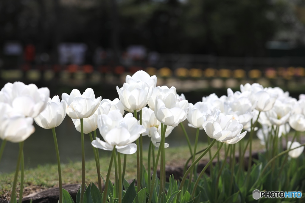 チューリップ３