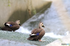 カモさん　家の近くにて２