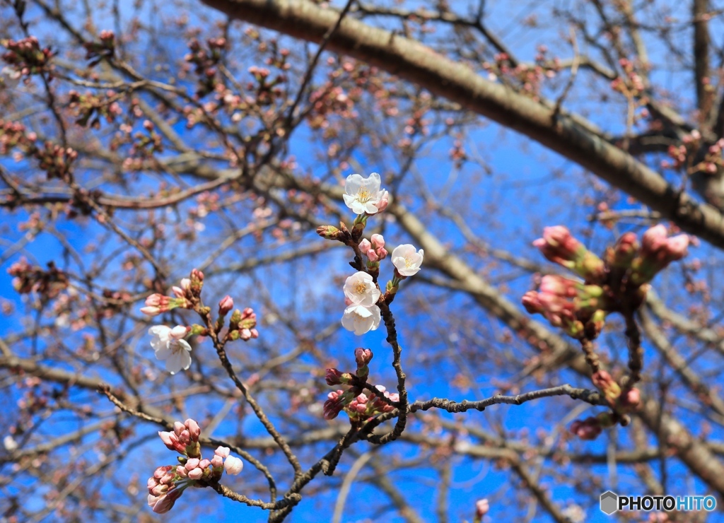 開花宣言　家の近くの桜だよ