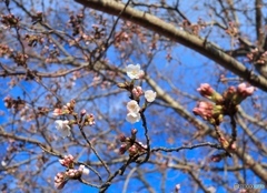 開花宣言　家の近くの桜だよ