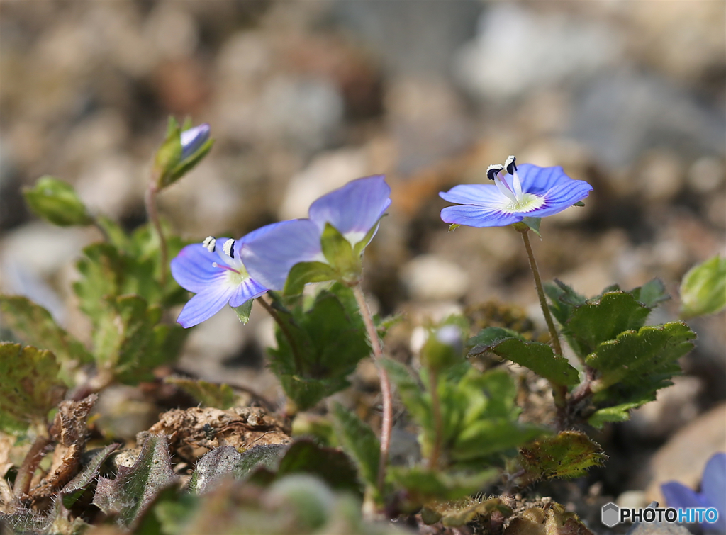 オオイヌノフグリ１