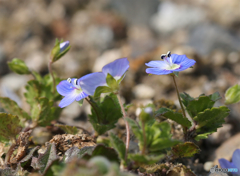 オオイヌノフグリ１