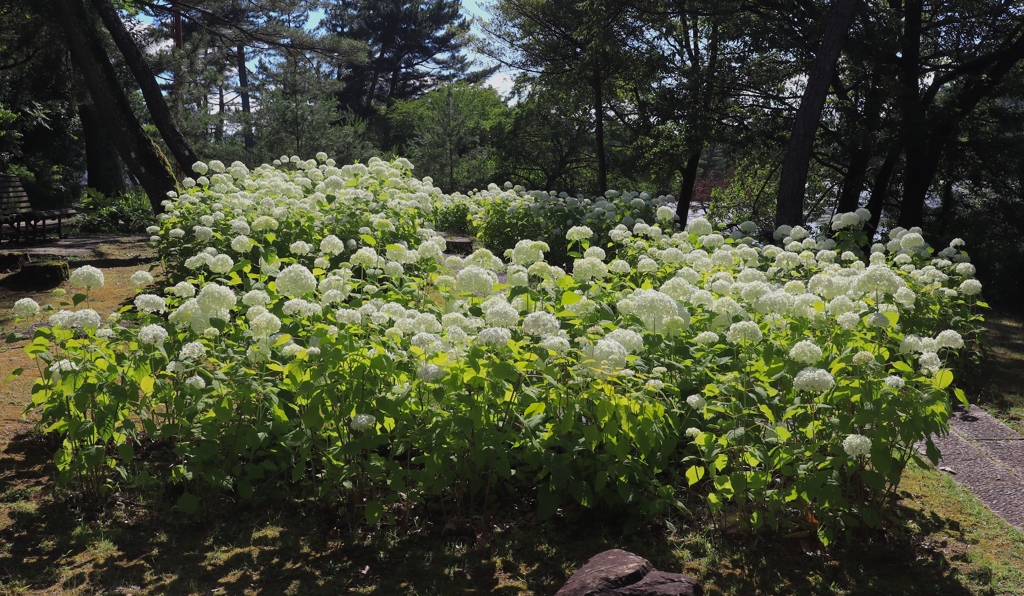 フラワーセンターにて