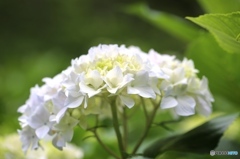 アジサイ４