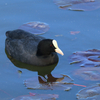 オオバンさん　鴨池公園にて