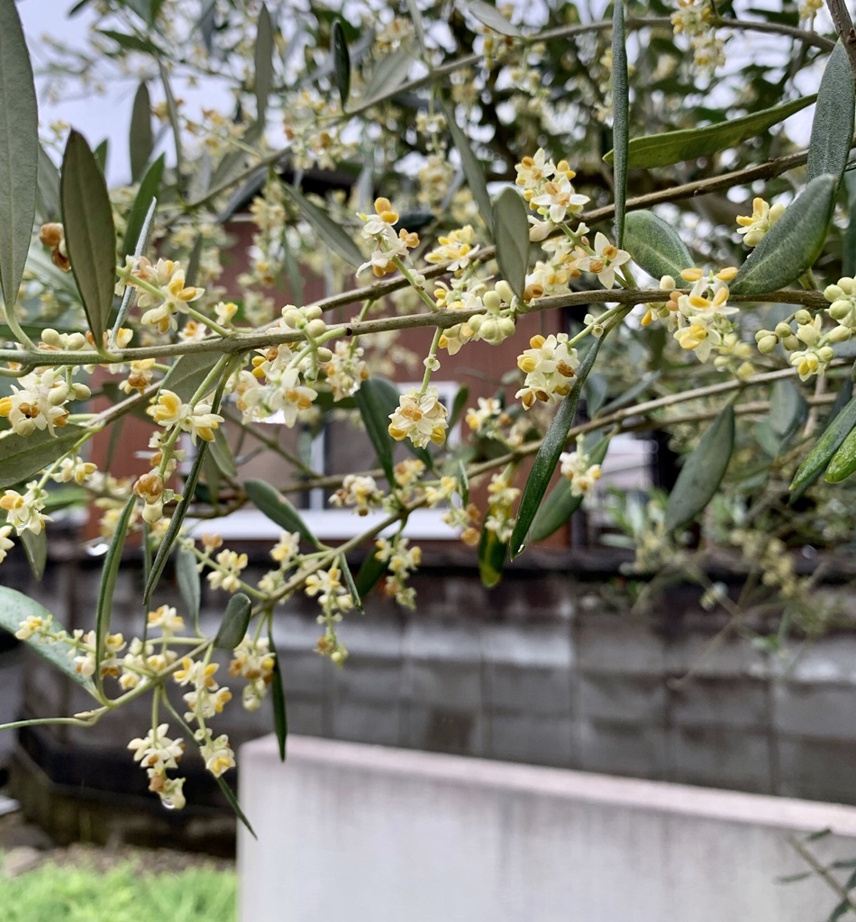 オリーブの花　ー我が家にてー