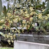 オリーブの花　ー我が家にてー