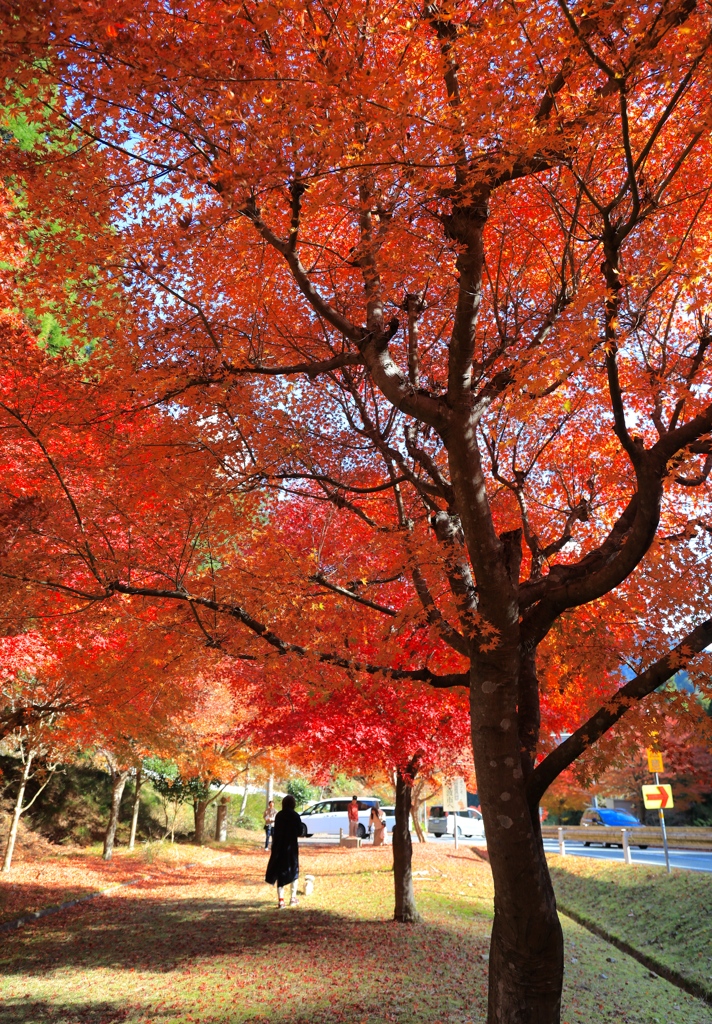 秋色１　播州トンネル公園にて