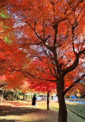 秋色１　播州トンネル公園にて