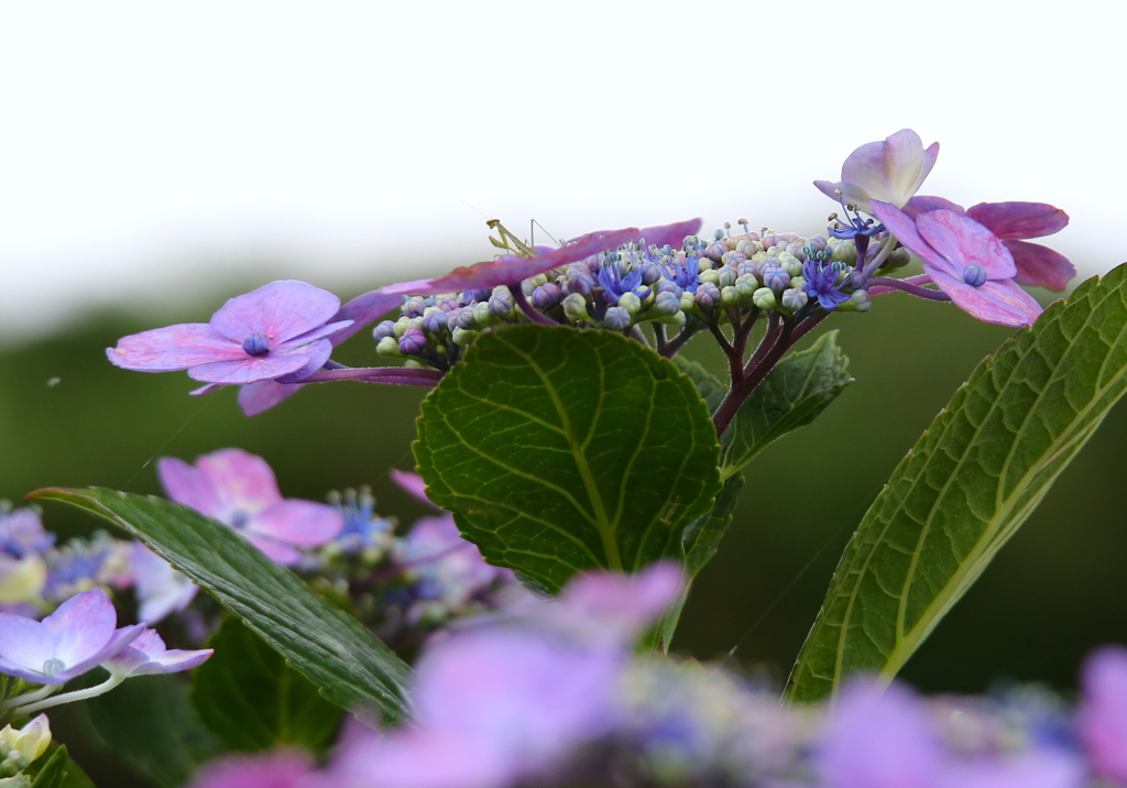 紫陽花とカマキリ
