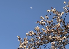 月と桜