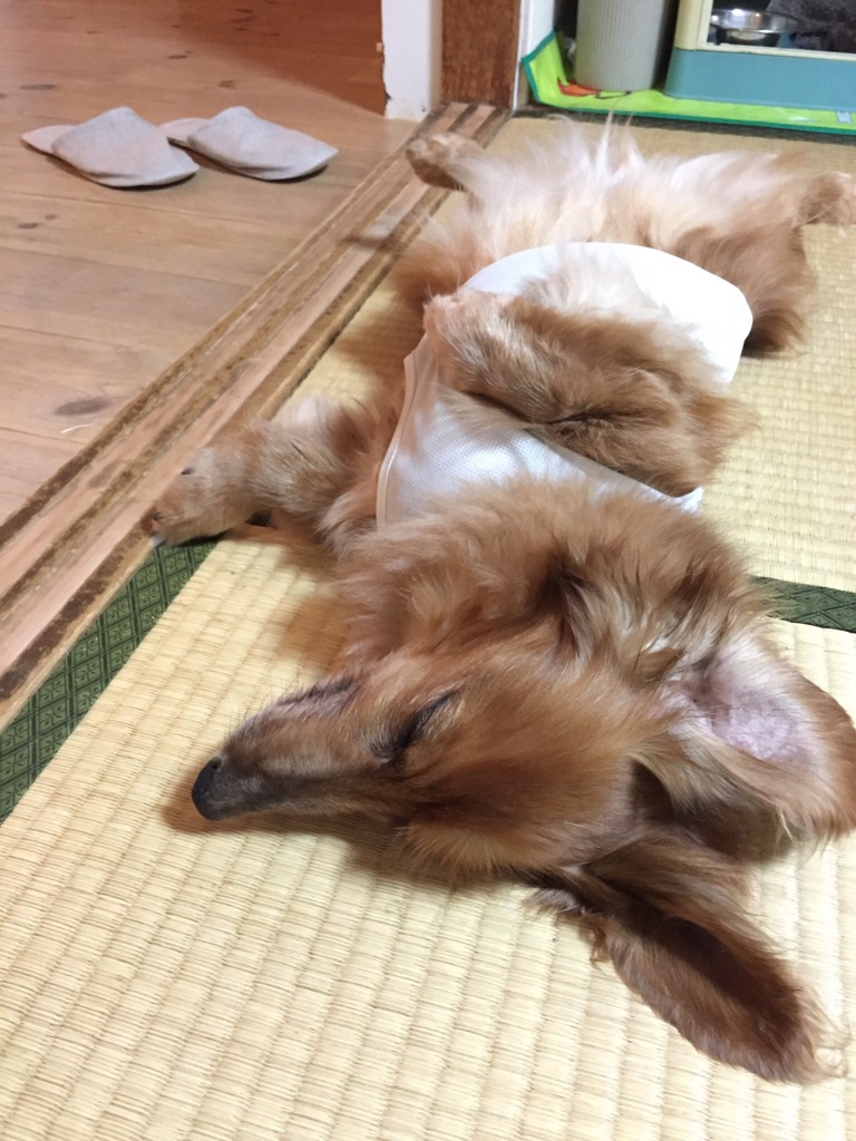 マー君 爆睡中 ーもうすぐ16歳ー