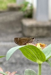セセリチョウ