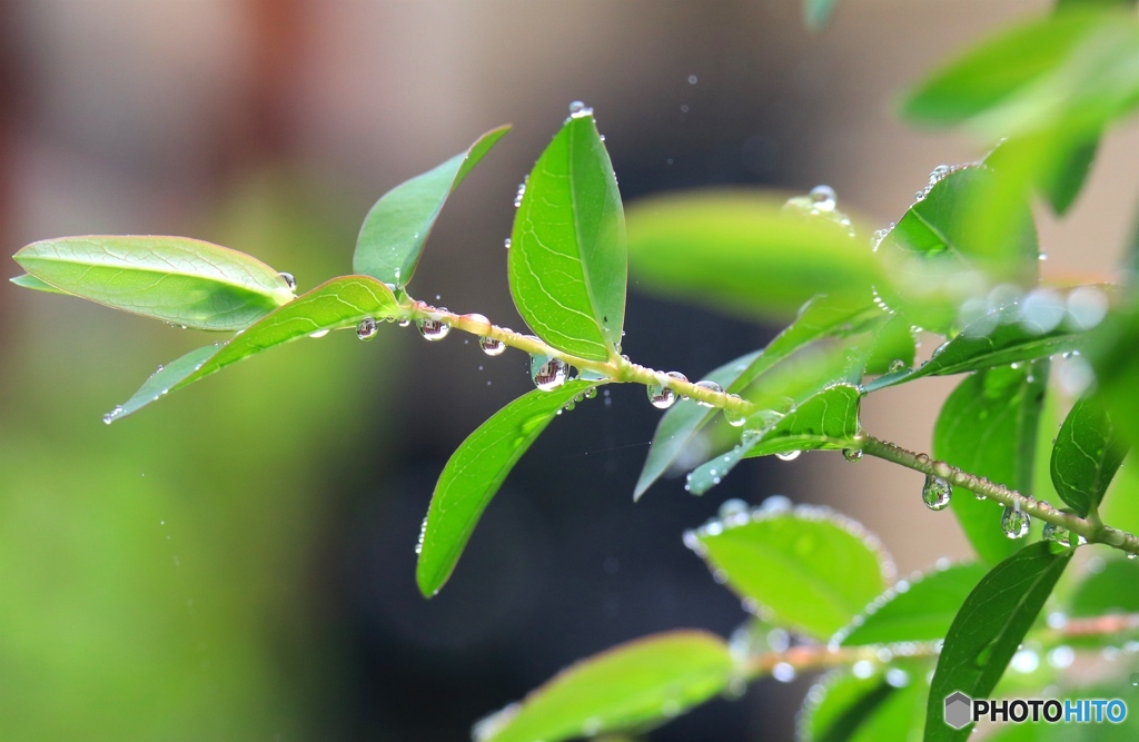 雨上がり１