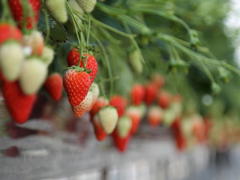 すずなりイチゴ