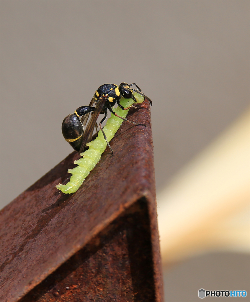 大物ゲット　–a022試し撮り–