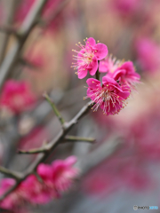 紅梅（庭にて）