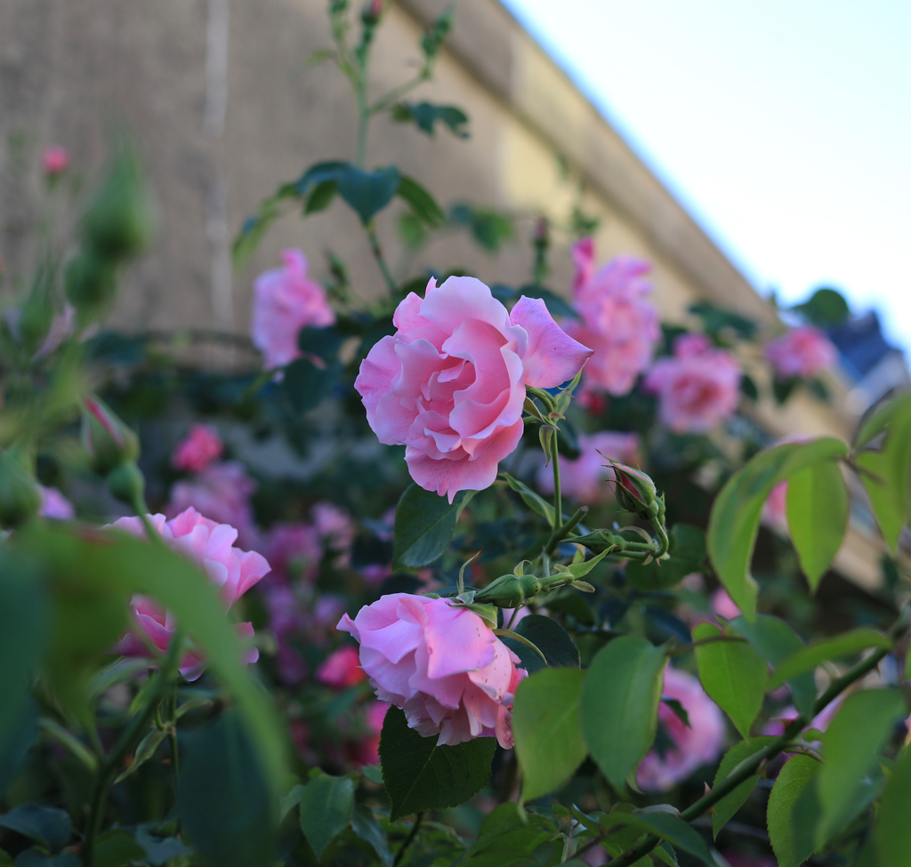 近くの家の薔薇