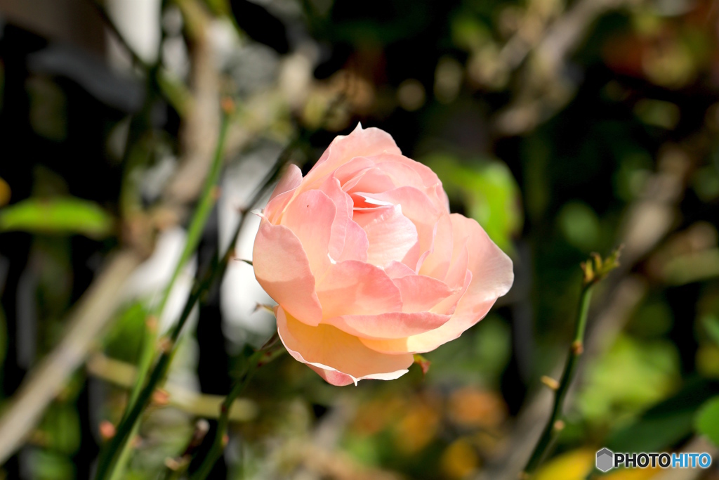 バラ　ー家の近くにてー