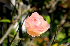 バラ　ー家の近くにてー