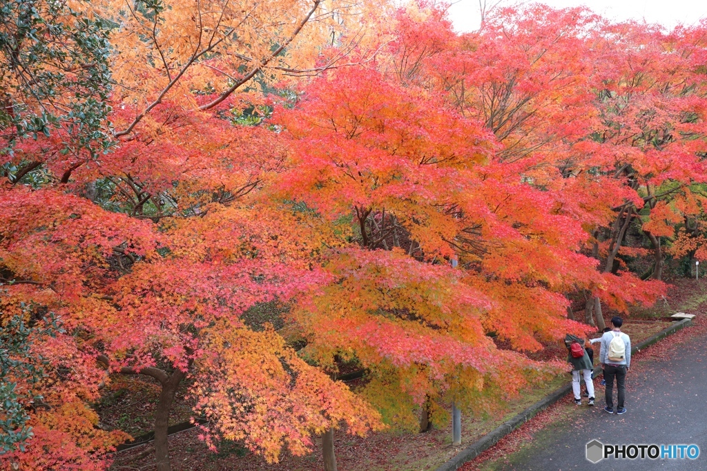 秋色　播磨中央公園にて