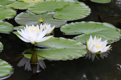 睡蓮
