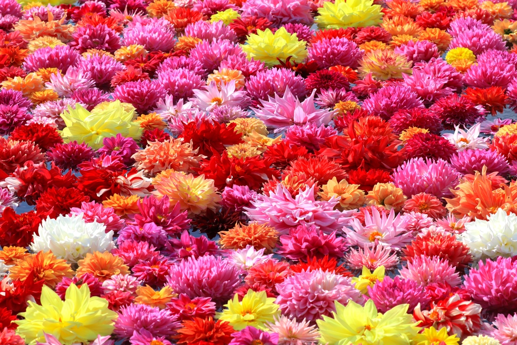 ダリア風呂　フラワーセンターにて