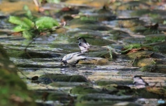 シジュウカラ　水浴び