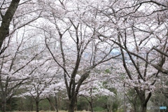 播磨中央公園　桜の園にて