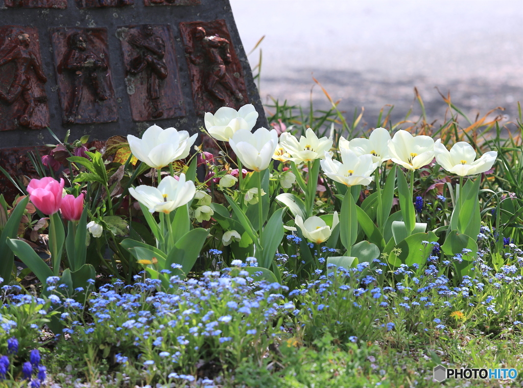 春ーチューリップー