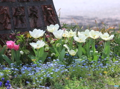 春ーチューリップー