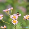 花と虫さんたち