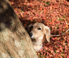 落ち葉の絨毯　クウちゃんです