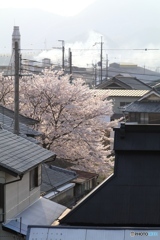 桜 故郷の風景２