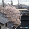 桜 故郷の風景２