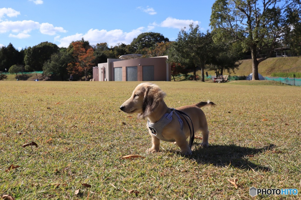 クウちゃん公園デビュー１