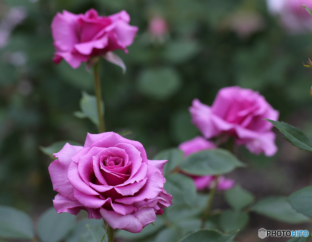 バラ３　ー北播磨余暇村公園ー